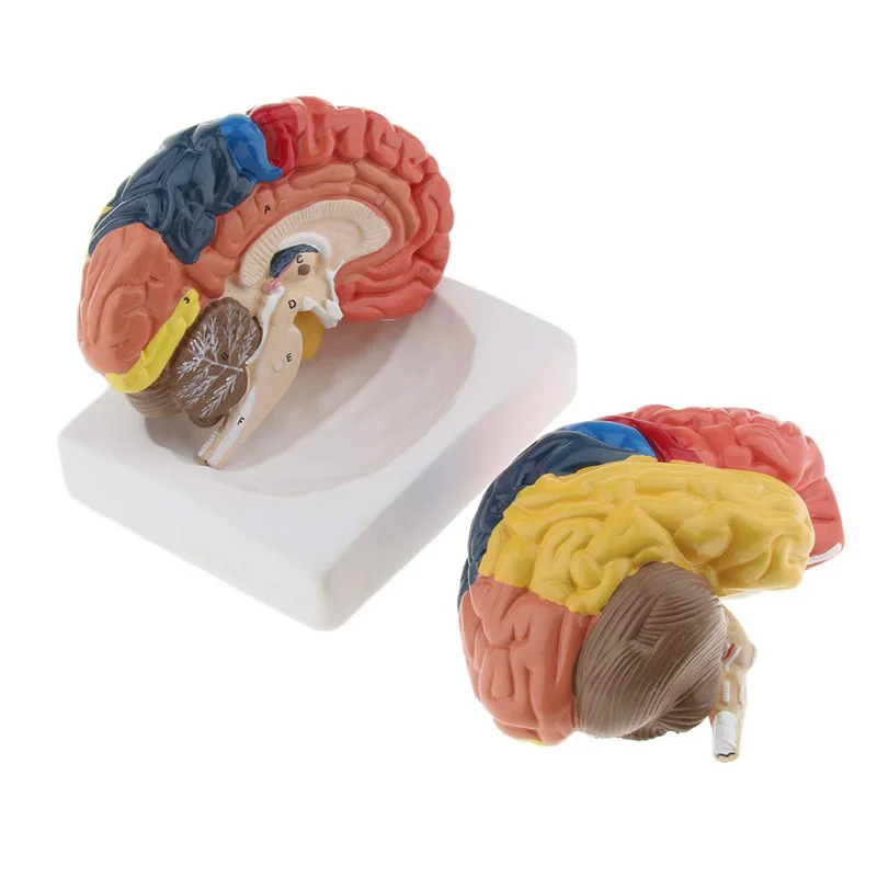Life Size Anatomical Human Bra - Medical Lab Supplies review and price