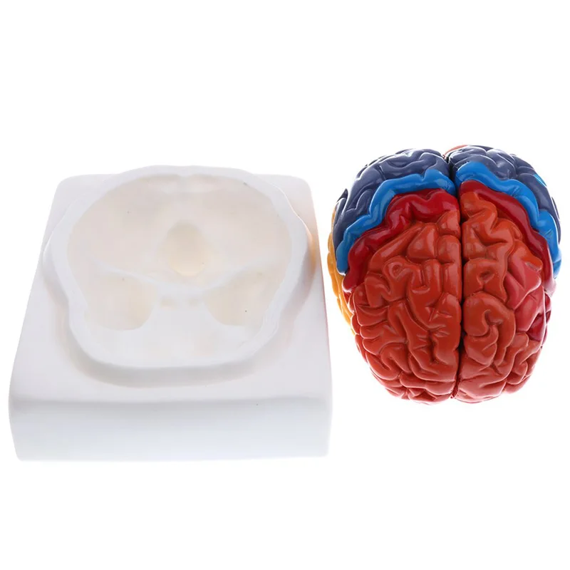 Life Size Anatomical Human Bra - Medical Lab Supplies review and price